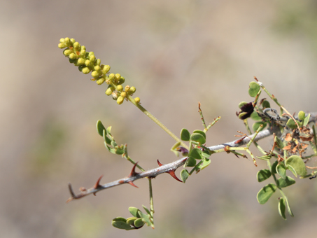 Cat-claw Acacia leaves