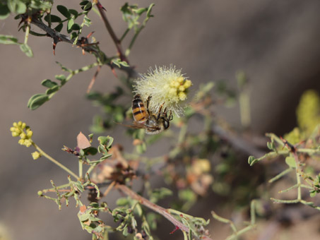 Cat-claw Acacia flowers with bee