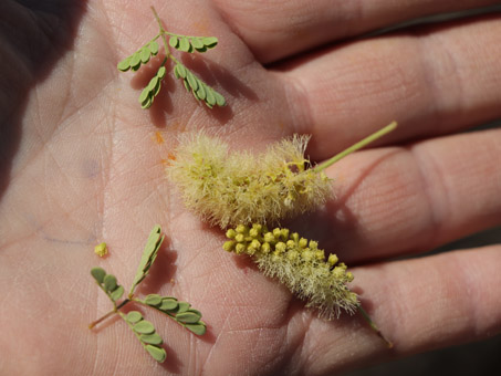 Cat-claw Acacia flowers and leaves