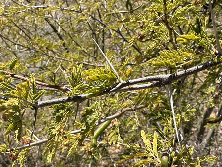 Sweet Acacia leaves