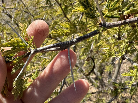Sweet Acacia spines