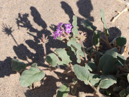 Sand verbena leaves and buds