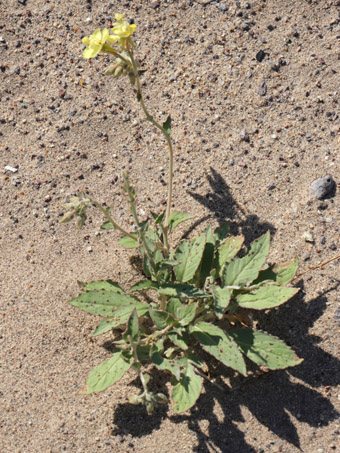 Yuma suncup plant with flowers 