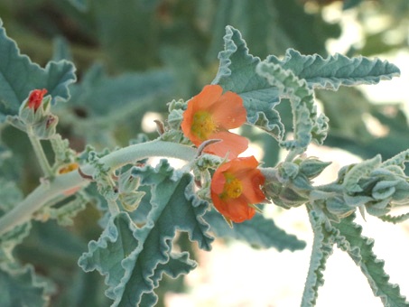 Apricot globemallow flowers