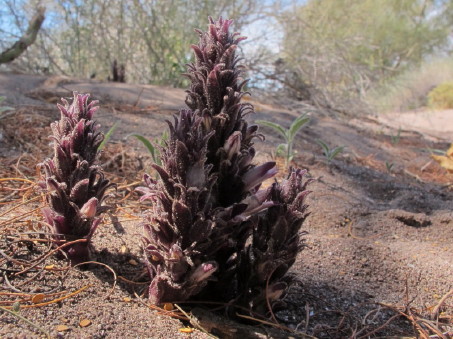 Broomrape habit