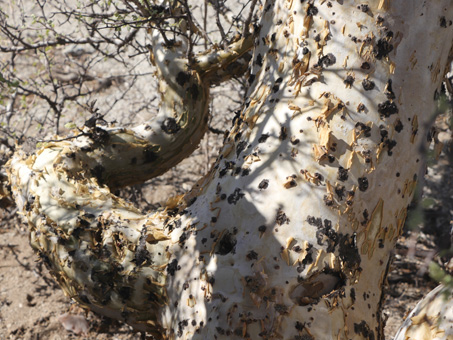 Copalquín bark