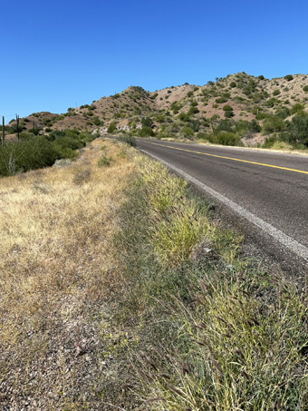 roadside plants