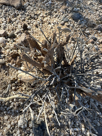 termite tubes