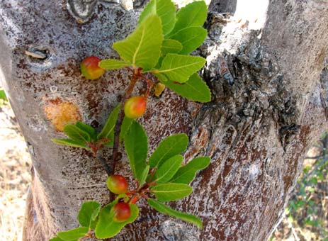 Leaves and bark of Bursera microphylla
