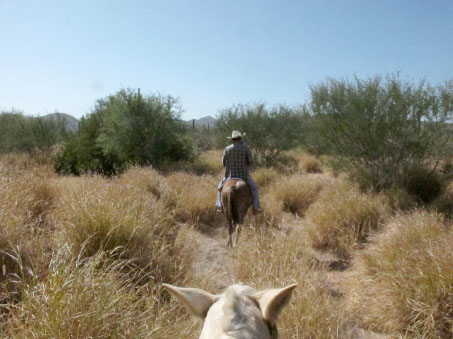 Buffel grass