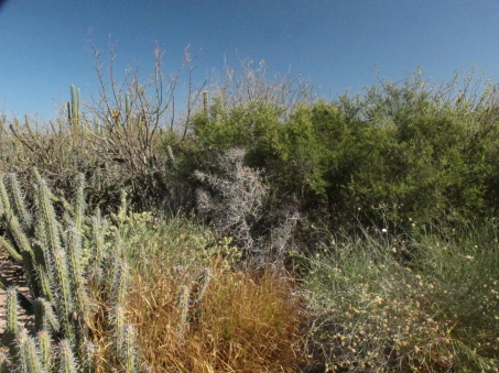 Desert scrub next to dunes