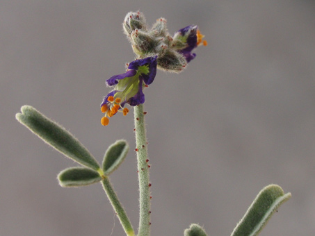 Psorothamnus emoryi