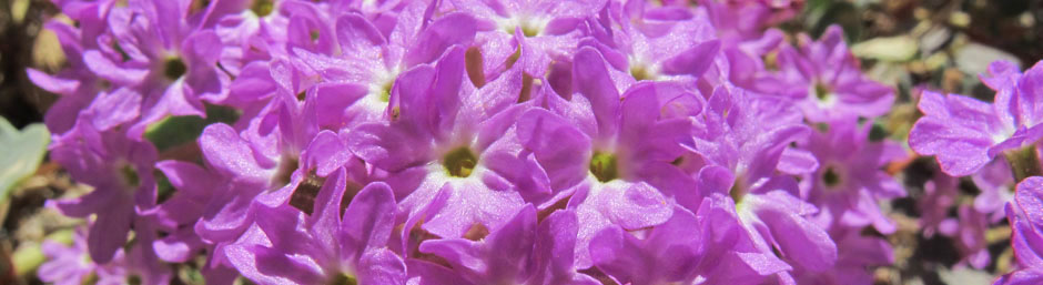 Abronia gracilis flowers