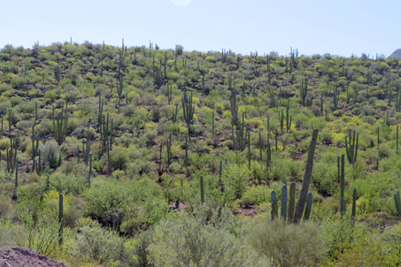 Desert scrub