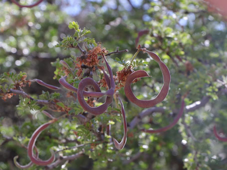 Palo Chino fruit are curved
