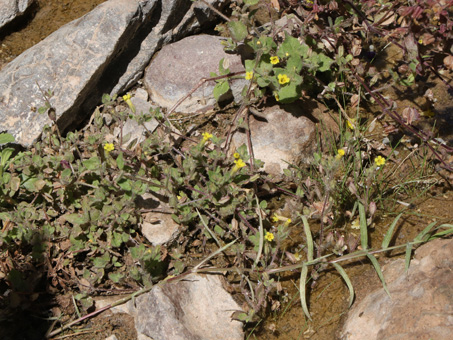 Many-flower monkeyflower in bloom