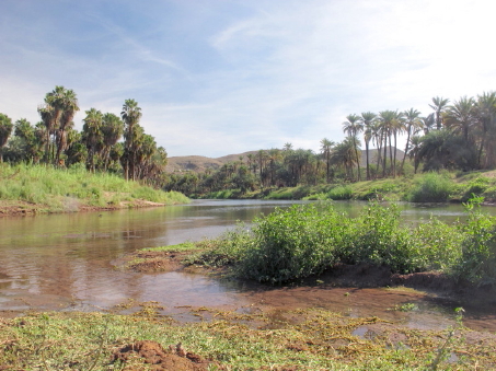 Mulege River wetlands