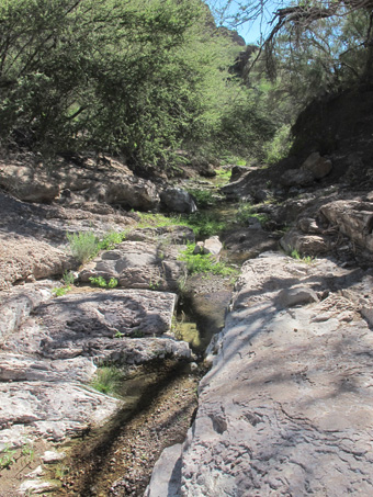 small shady stream