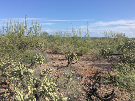 Desert scrub