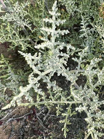 Magdalena Ragweed  leaves