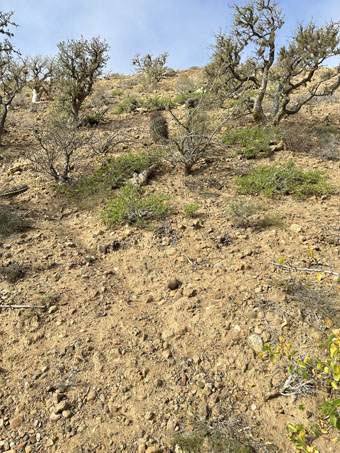 hillside at ranch
