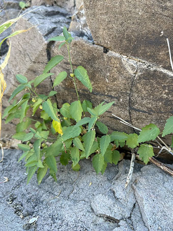 Dwarf Ayenia plant