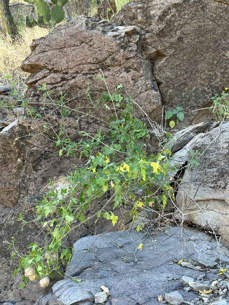 Balloon vine plant