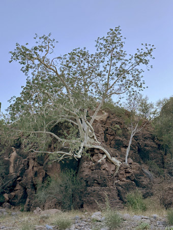 Wild Fig tree