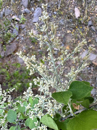 Felt-leaf Bush