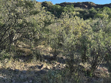 dense vegetation