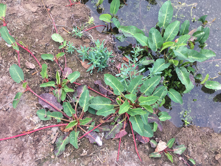 Yerba mansa