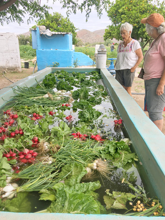 vegetables