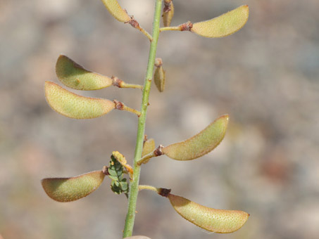 Gulf Rush-Pea fruit pods