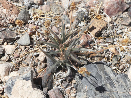 Plantago ovata plant