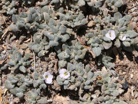 Woody Crinklemat flowers