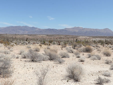 Desert scrub near Km 249 south of Laguna Chapala
