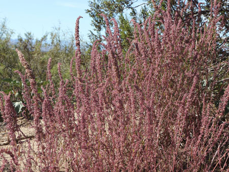 Fringed Amaranth stems
