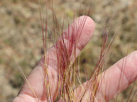 Six-weeks Three-Awn grass