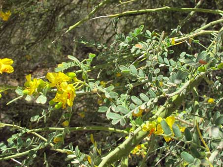 Flowers and leaves of Palo Eba