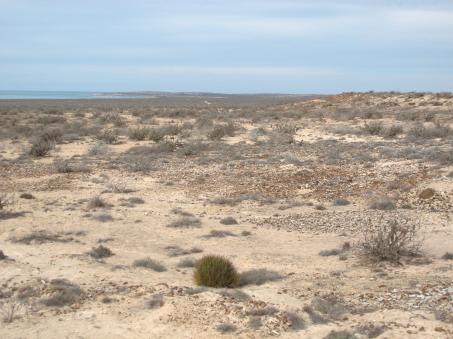 xeric vegetation