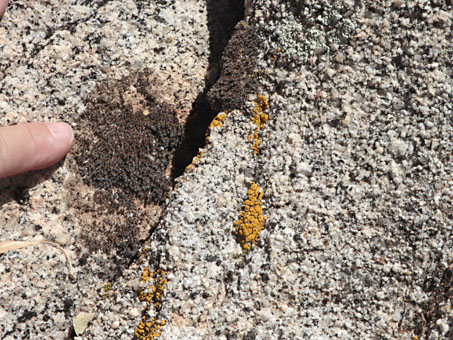 Desert moss species