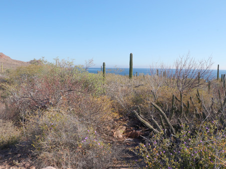 desert scrub