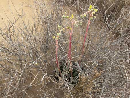 Palo verde tree filled with blooms