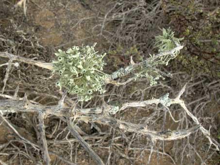 Fruticose lichen