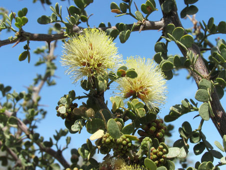 Dog Poop Bush leaves and flowers