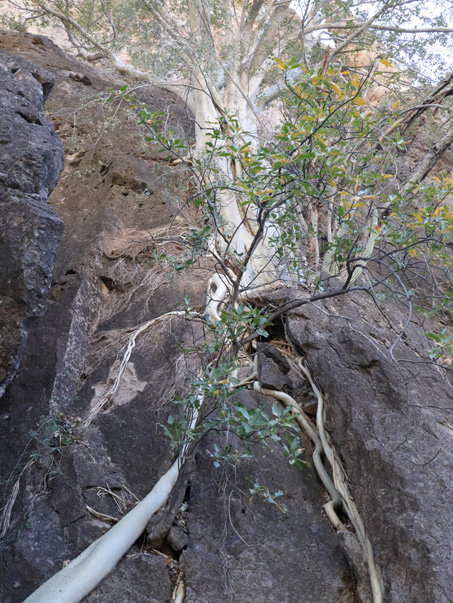 Wild fig anchored in cliff face