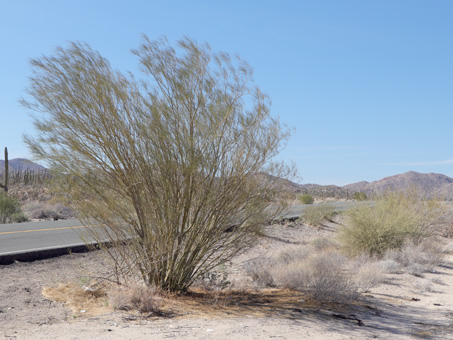 Mexican palo verde tree