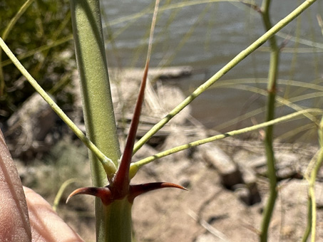 thorns on Mexican Palo Verde