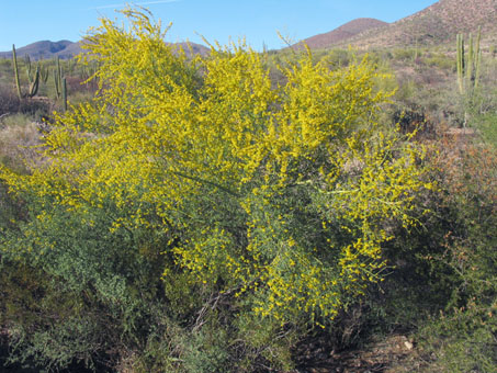 Blue Palo Verde tree
