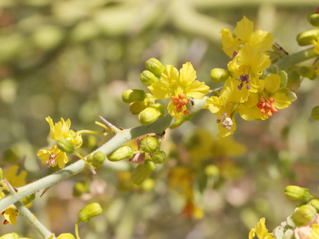 Blue Palo Verde with fruit